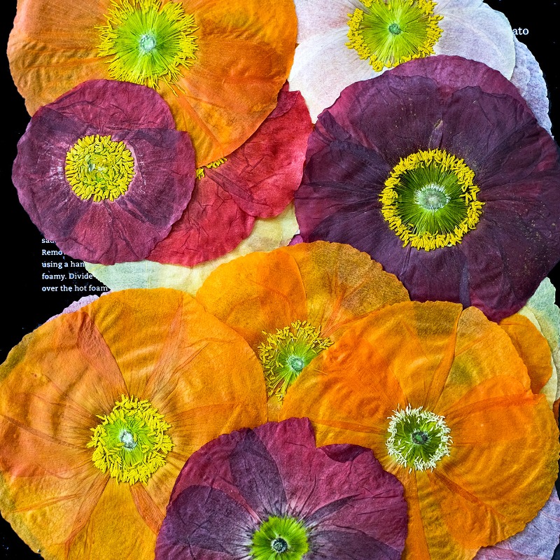 1pcs,Nature Field Poppy Presse - đánh giá và giá Resin Art Frame
